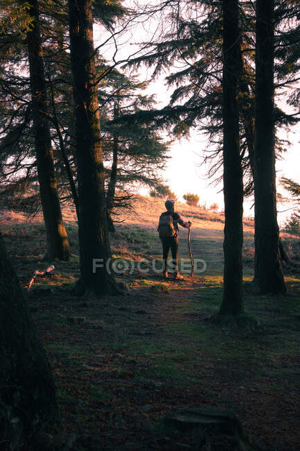 Viajante anônimo na borda da floresta — Fotografia de Stock