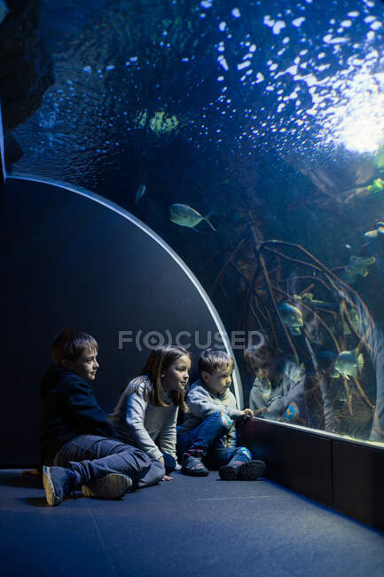 Dos niños y una niña, mirando a los peces en un acuario junto al vaso de la piscina - foto de stock