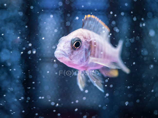 Peixes tropicais nadando em água transparente de aquário — Fotografia de Stock