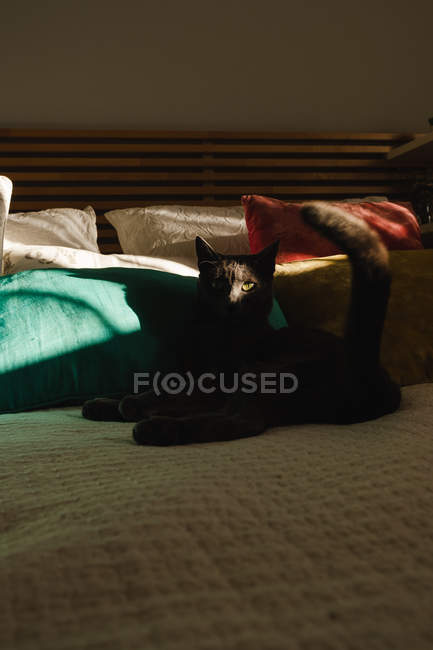 Niedliche Katze liegt unter Lichtstrahl auf dem Bett und blickt in die Kamera — Stockfoto