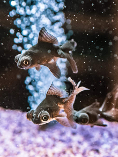 Peces tropicales nadando en aguas transparentes del acuario - foto de stock