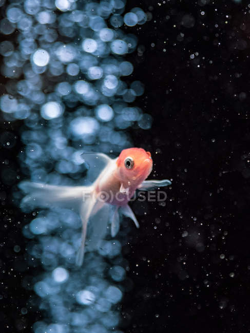 Tropische Fische schwimmen im transparenten Wasser des Aquariums — Stockfoto