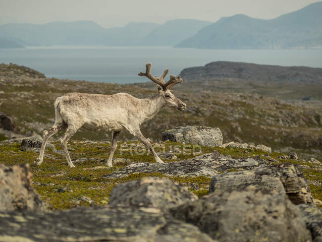 Young male beige fur reindeer with antlers walking in rocky terrain in Finland — Stock Photo