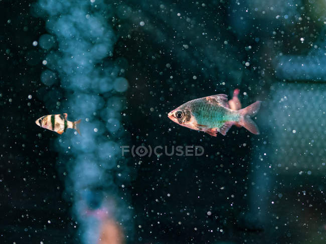 Pesci tropicali che nuotano in acqua trasparente di acquario — Foto stock