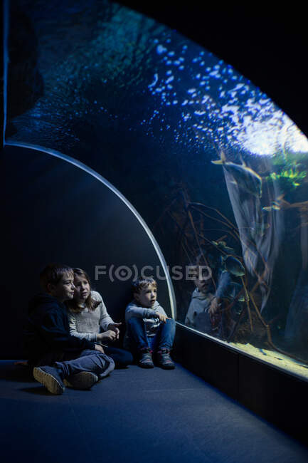 Два мальчика и одна девочка, пялящиеся на рыбу в аквариуме рядом со стаканом бассейна — стоковое фото