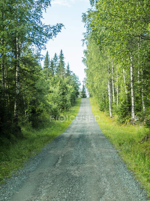 Пряма гравійна дорога в літньому зеленому лісі в блискучий день — стокове фото