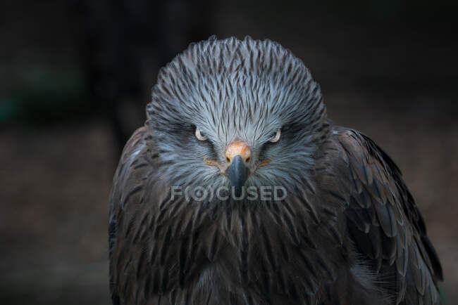 Feathered predator grey eagle sitting and looking at camera — Stock Photo
