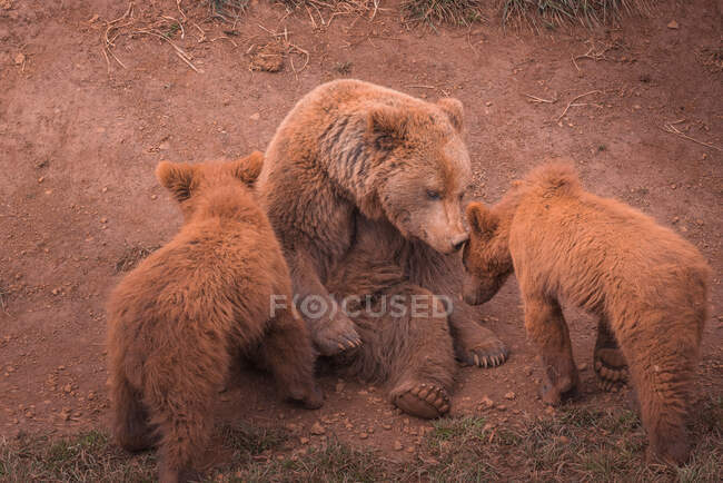 Grande urso mãe marrom sentado e brincando com filhotes de urso na floresta — Fotografia de Stock