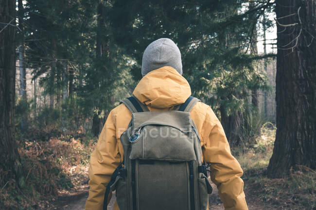 Voyageur méconnaissable dans la forêt de conifères — Photo de stock