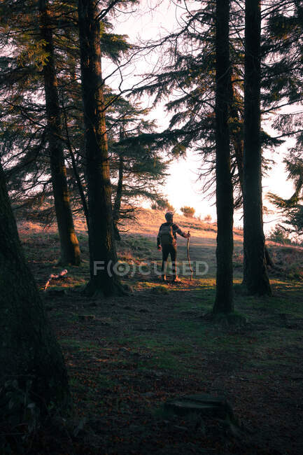 Anonymous traveler on edge of forest — Stock Photo