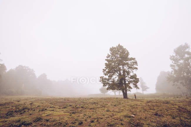 Прогулка по туманной сельской местности — стоковое фото