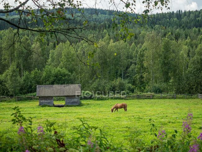 Horse grazing near old wooden barn on forest border in countryside in summer day — Stock Photo