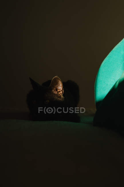 Gato bonito enrolado na cama sob raio de luz no quarto escuro — Fotografia de Stock