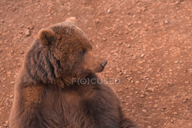 Brown bear walking in rocky terrain — Stock Photo