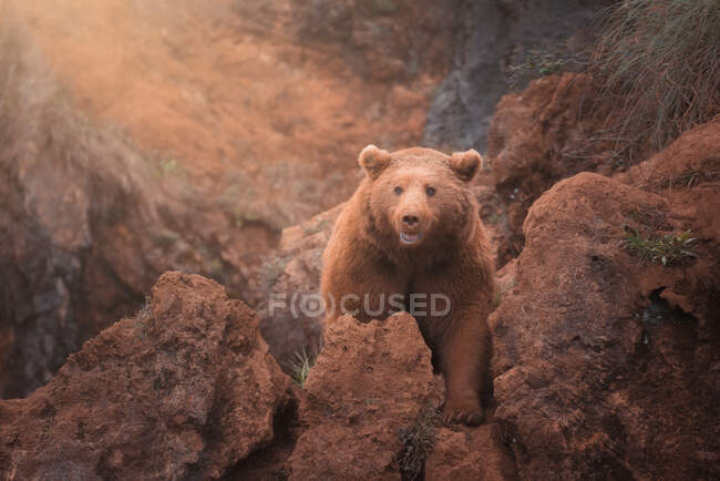 Furchteinflößender großer Braunbär, der in rotem felsigem Gelände wandelt — Stockfoto