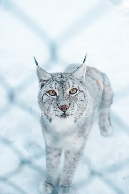 Wild dangerous lynx looking at camera behind grid — Stock Photo