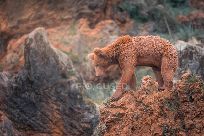 Ours brun marchant sur un terrain rocheux — Photo de stock