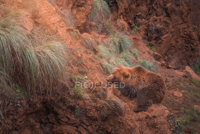 Brown bear walking in rocky terrain — Stock Photo