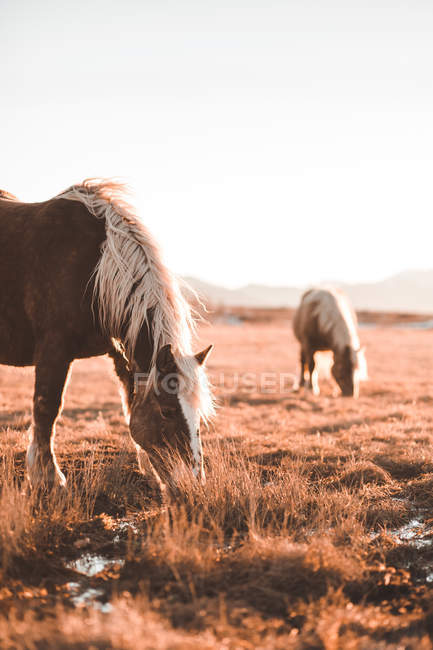 Коричневі коні обробляють на сонячному лузі — стокове фото