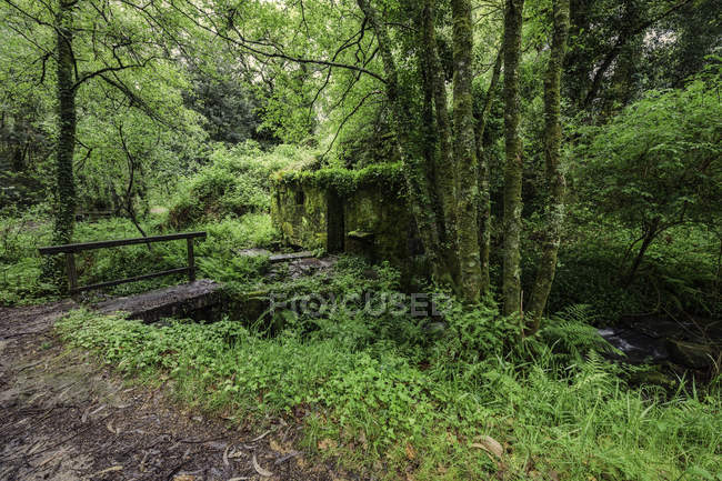 Moinho velho da água na floresta, ponte de madeira sobre o córrego — Fotografia de Stock