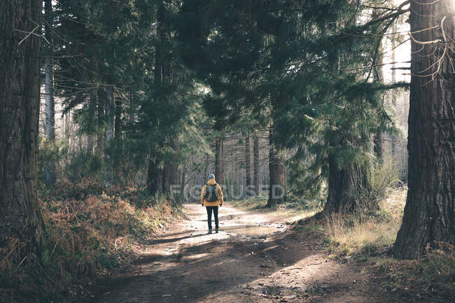 Viaggiatore irriconoscibile nella foresta di conifere — Foto stock