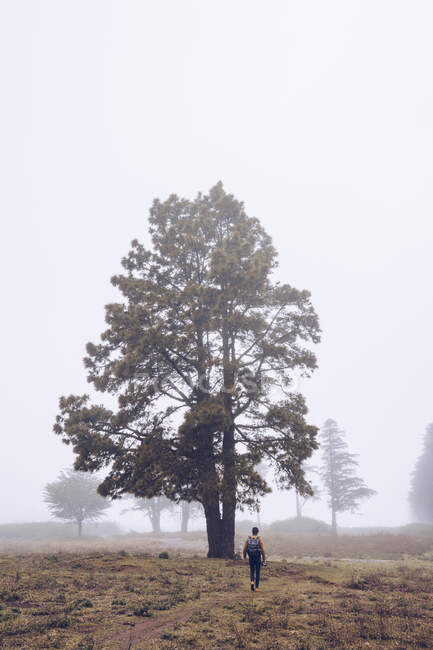 Visão traseira do viajante com mochila andando no caminho com árvore grande em névoa grossa — Fotografia de Stock