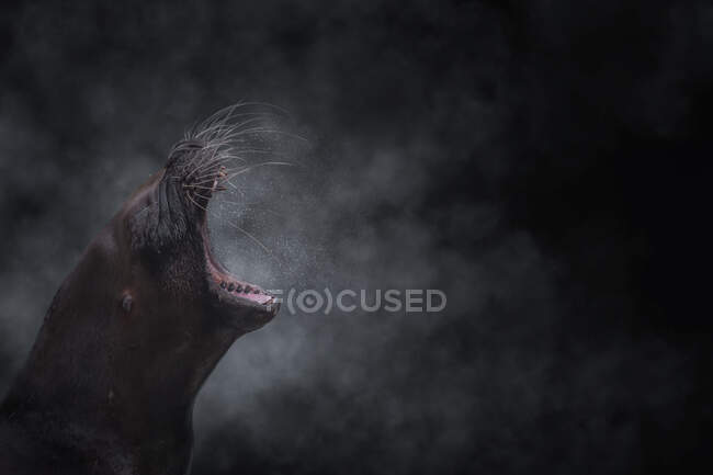 León marino de pie y rugiendo con la boca abierta en la espalda iluminada - foto de stock