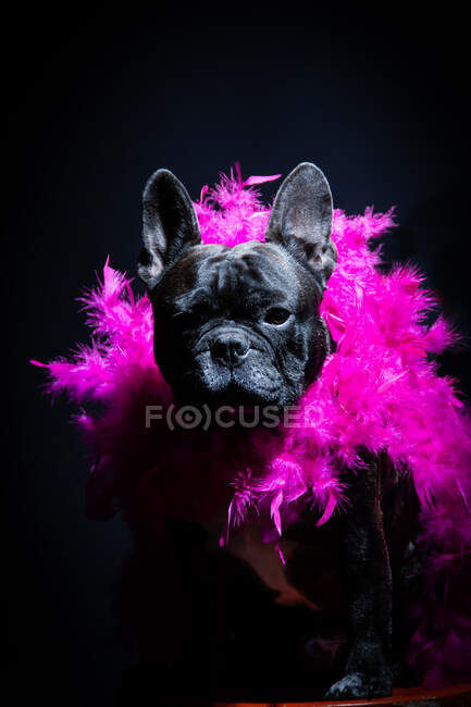 Black bulldog in pink feather boa — Stock Photo