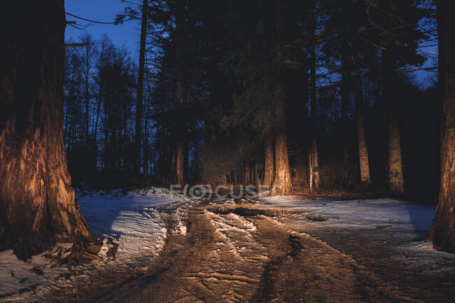 Illuminated highway in evening forest — Stock Photo