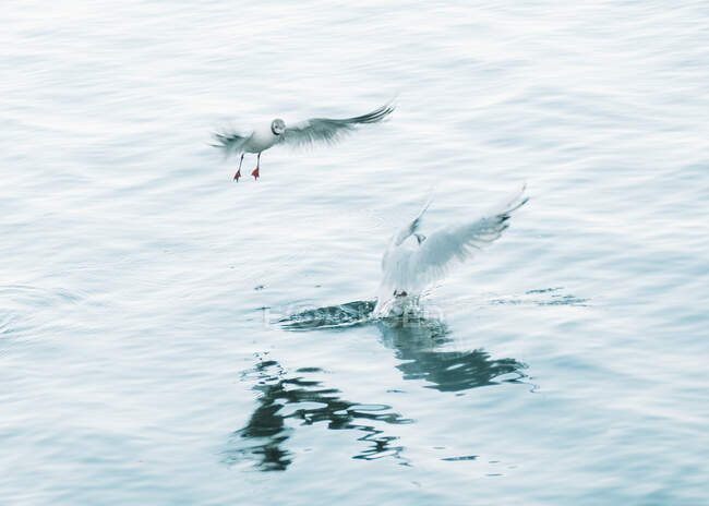 Pequenas gaivotas caçando peixes e sobrevoando a água calma na Finlândia — Fotografia de Stock