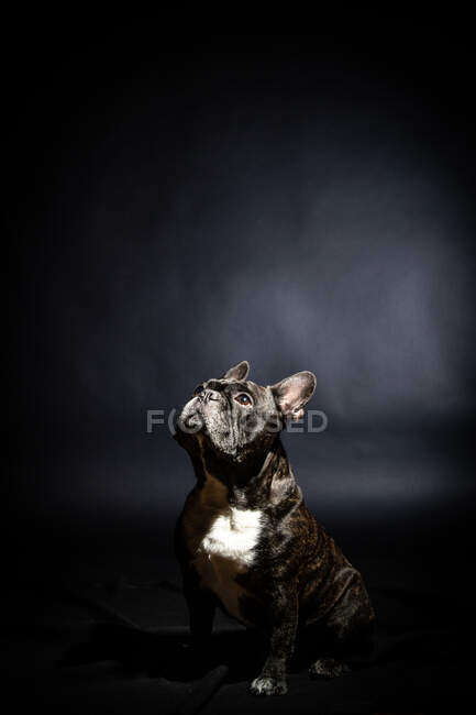 Vieux bouledogue noir posant en studio — Photo de stock