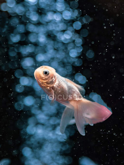 Primo piano di pesci tropicali che nuotano in acqua trasparente di acquario — Foto stock