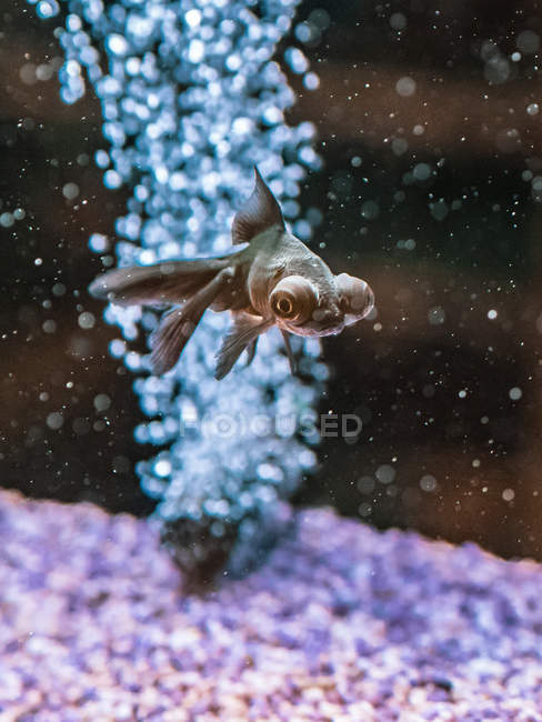 Gros plan des poissons tropicaux nageant dans l'eau transparente de l'aquarium — Photo de stock