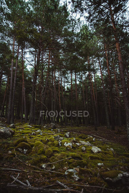 Ruhiger grüner Wald bei Tageslicht — Stockfoto