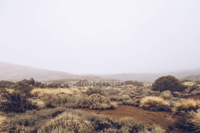 Brouillard sur la vallée sauvage du désert avec de petits buissons par temps couvert — Photo de stock