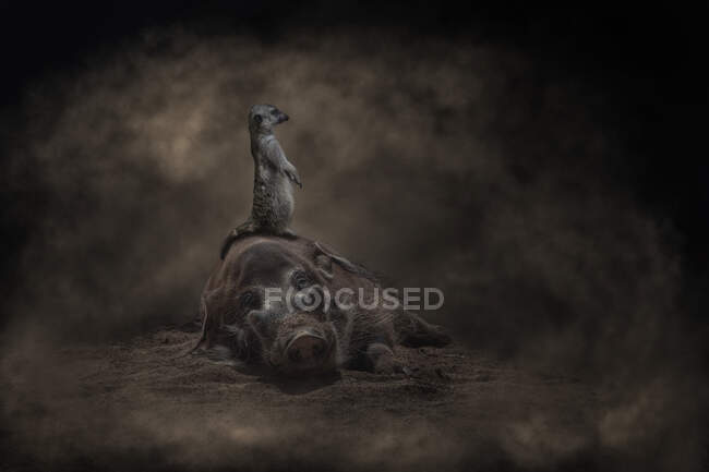 Carino attento meerkat in piedi su posa facocero su grunge nero illuminato — Foto stock