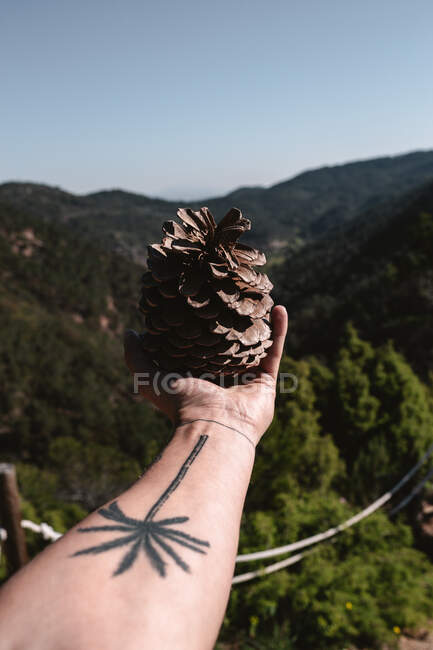 Рука анонімного мандрівника, що тримає великий хвойний конус на фоні зеленого лісу і гори в сонячний день в сільській місцевості — стокове фото