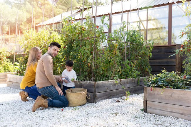 Alegre pareja con bebé niño sentado cerca de plantas de tomate en día soleado en la granja - foto de stock