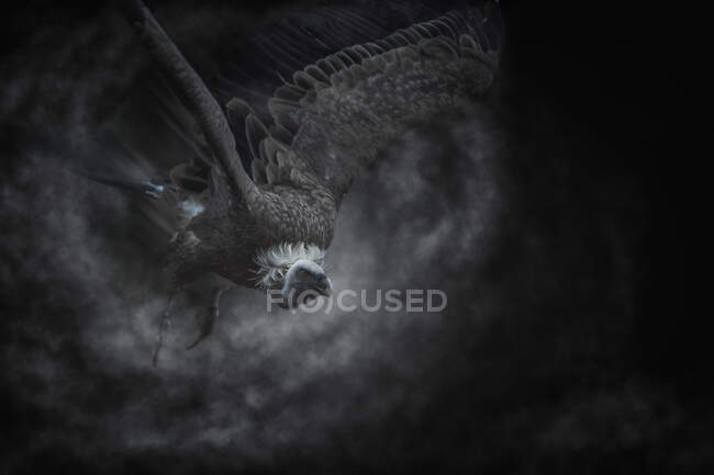 Águia cinzenta plumante vigilante — Fotografia de Stock