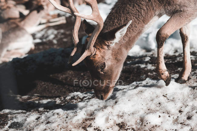 Wild deer on snow field in winter forest in sunny day — Stock Photo