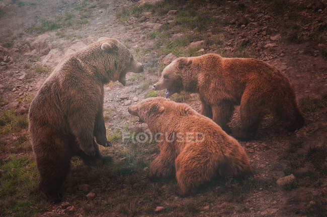 Мати ведмідь грає з ведмежими дитинчатами — стокове фото