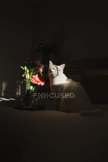 Gato bonito sentado na cama sob raio de luz ao lado de flores no quarto escuro — Fotografia de Stock