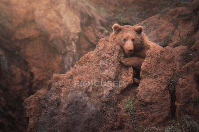 Коричневий ведмідь ходить по скелястій місцевості. — стокове фото