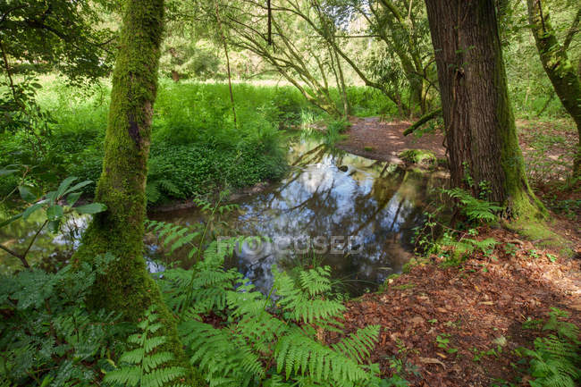 Fluxo em samambaias florestais vegetação úmida na Galiza, Espanha — Fotografia de Stock