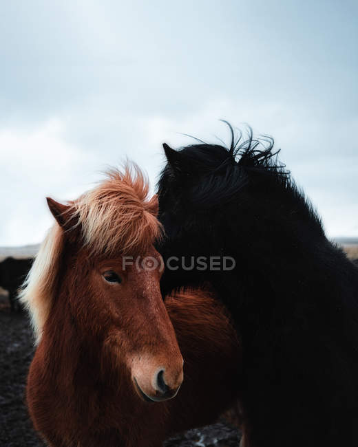 Крупный план коричневых и черных лошадей на открытом воздухе в Исландии — стоковое фото