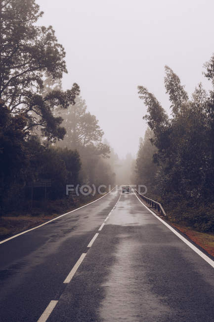 Vista trasera del coche en el camino húmedo vacío rodeado de árboles en el día nublado niebla - foto de stock