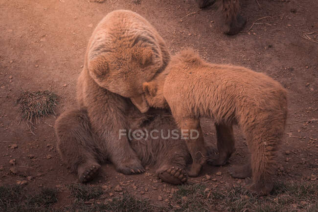 Bärenmutter spielt mit Bärenjungen — Stockfoto