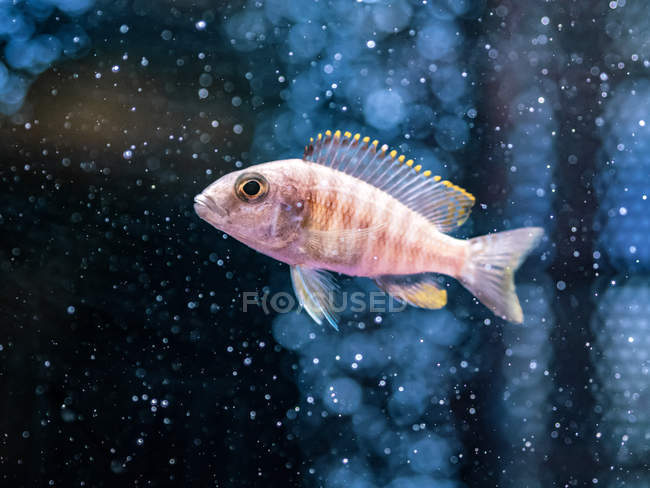 Gros plan des poissons tropicaux nageant dans l'eau transparente de l'aquarium — Photo de stock