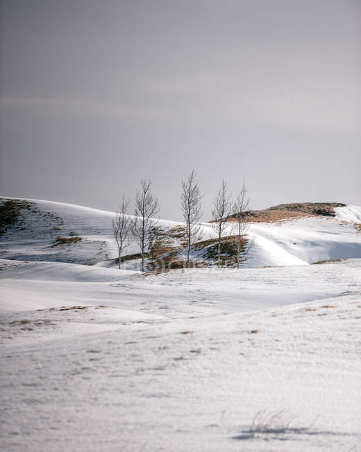 Vista a las colinas nevadas con hierba seca que cubre con niebla en la mañana en Stockness Islandia - foto de stock