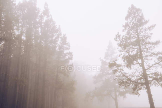 Вид на высокие ели в туманный день — стоковое фото